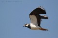 vanellus-vanellus-04-northern-lapwing-vanneau-huppe