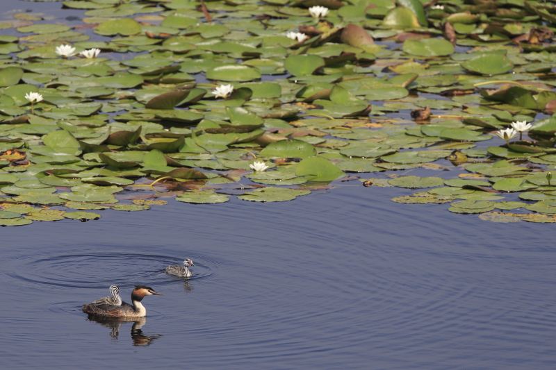 aka_grebe_huppe_15.JPG - 15: petite famille de grèbe huppé