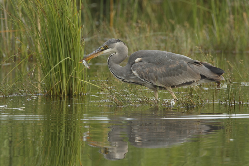 aka_heron_cendre_03.JPG - 03: héron cendré pêcheur