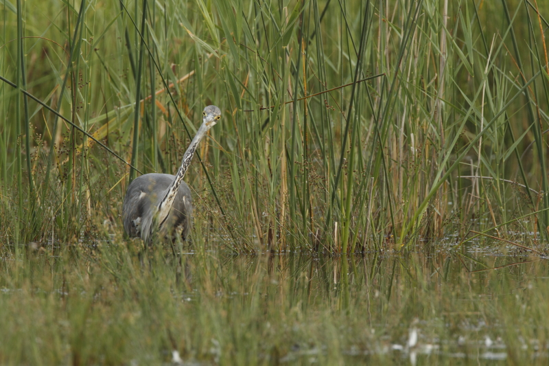 aka_heron_cendre_04.JPG - 04: héron de travers