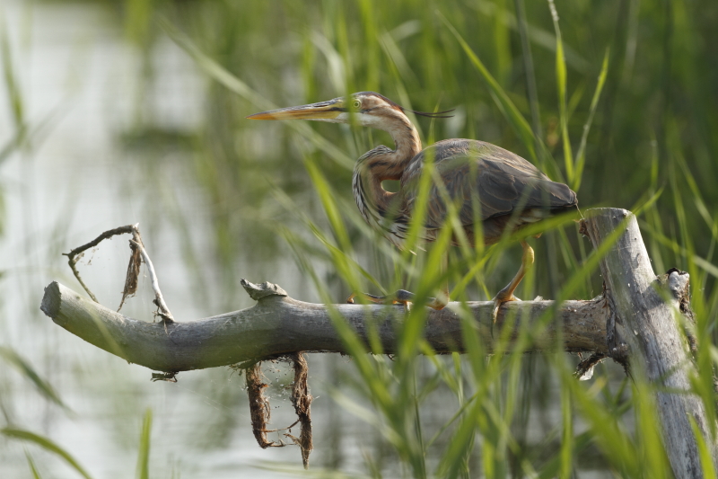 aka_heron_pourpre_05.JPG - 05: héron pourpré