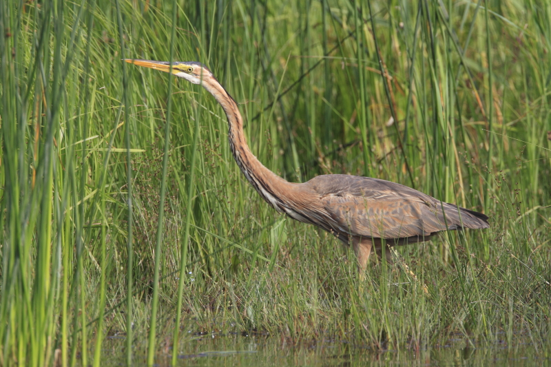 aka_heron_pourpre_07.JPG - 07: héron splendide