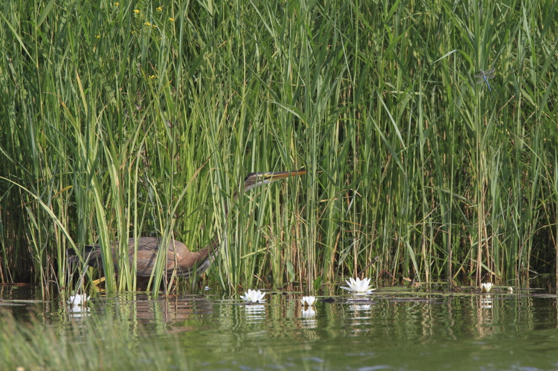 aka_heron_pourpre_09.JPG - 09: héron chasseur (cherchez la libellule)