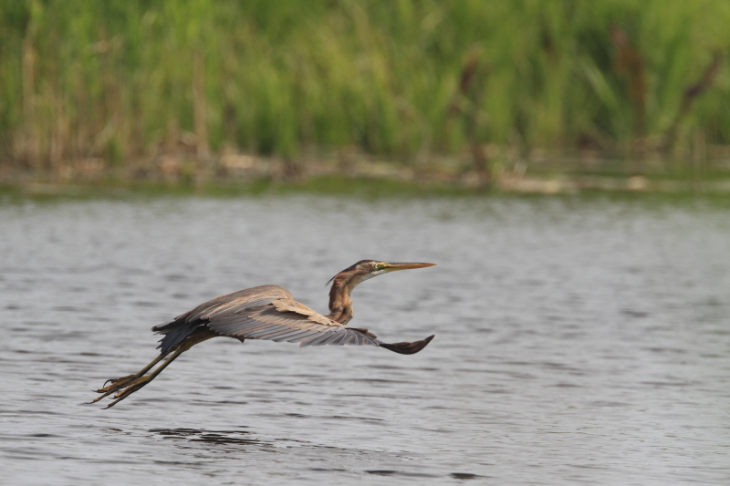 aka_heron_pourpre_10.JPG - 10: héron volant