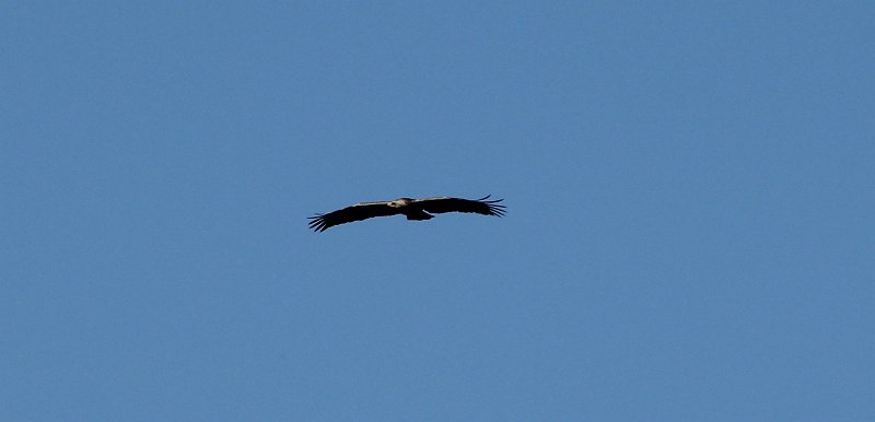 IMG_6584.JPG - IMG 6584 : La silhouette typique de l’Aigle pomarin