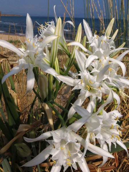 IMG_6790.JPG - IMG 6790 : Pancratium maritimum : l’élégance de la garzette version végétale