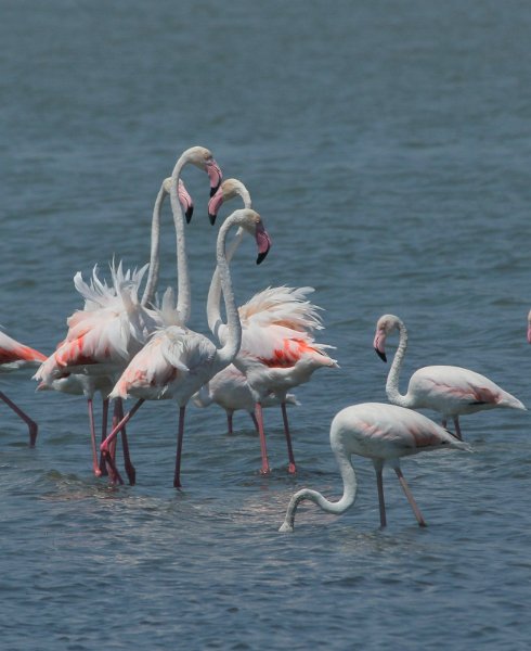 IMG_6854.JPG - IMG 6854 : colloque de flamants