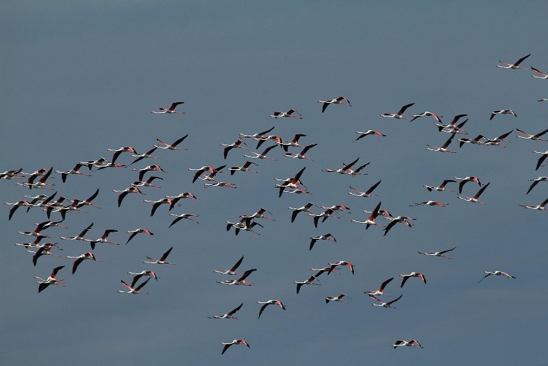 IMG_7030.JPG - IMG 7030: vol de Flamants roses