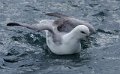 fulmar_boreal02604