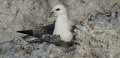 fulmar_boreal02711