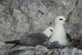 fulmar_boreal02713