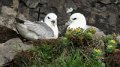 fulmar_boreal02729