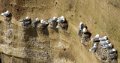 fulmar_boreal02986