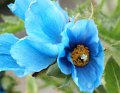 pavot_bleu_Himalaya_jardin_botanique_Akureyri03226
