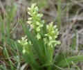 platanthera_hyperborea02579