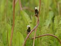 taraxacum03110