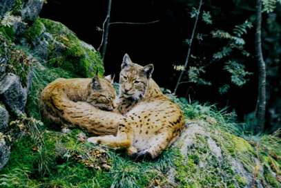 Le lynx au bord de l'extinction en France