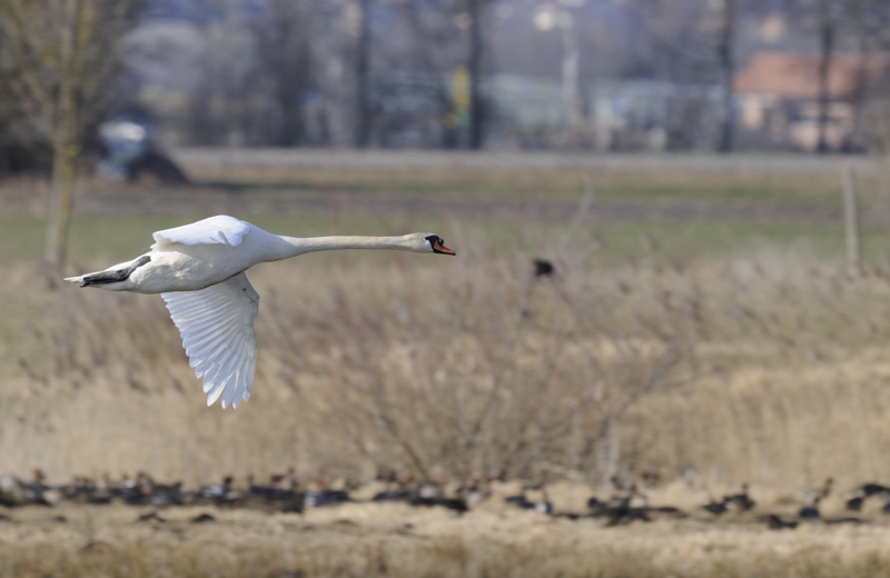 cygne tuberculé (c.wehrli)