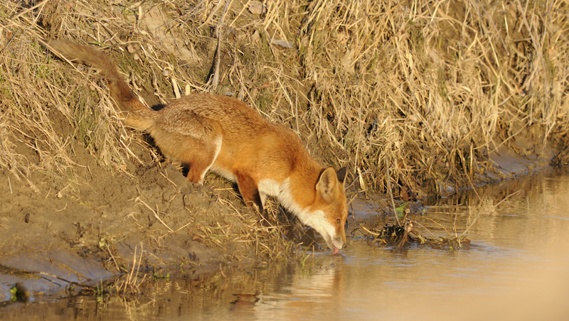 renard (c.wehrli)