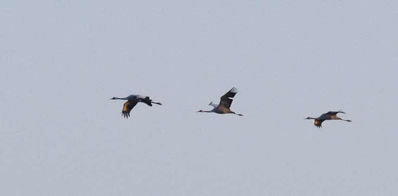 grues cendrées (c.wehrli)