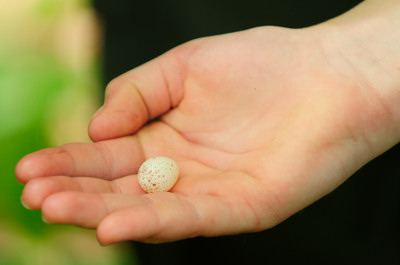 oeuf de mésange avant couvaison