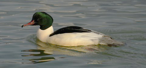 Harle bièvre mâle