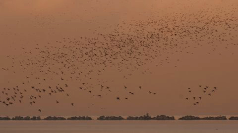vol de canards
