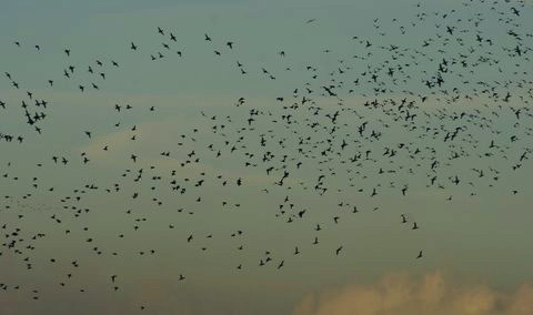 vol de canards