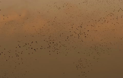 vol de canards