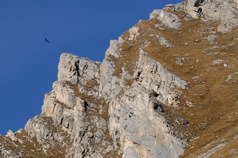 combeA_23.jpg - Voilà notre 1er grand rapace, l'Aigle royal.