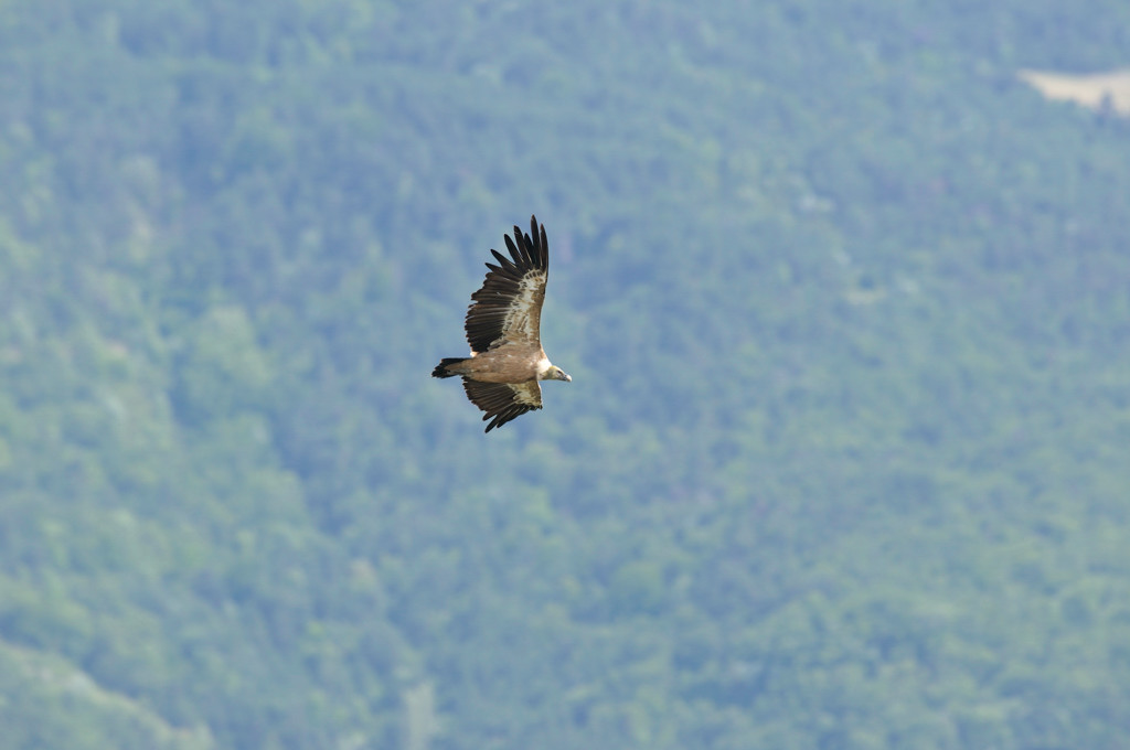 8281.jpg - Vautour fauve.