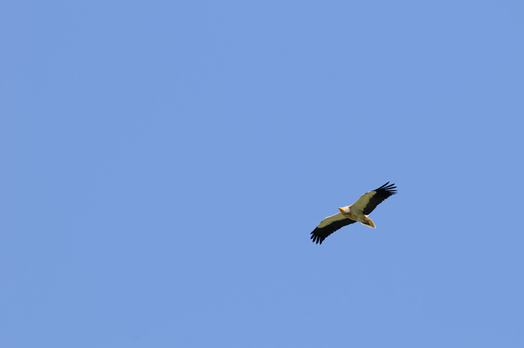 _0028629.jpg - Nous avions déjà vu le Vautour percnoptère de loin quand tout à coup il passa très près de nos têtes.