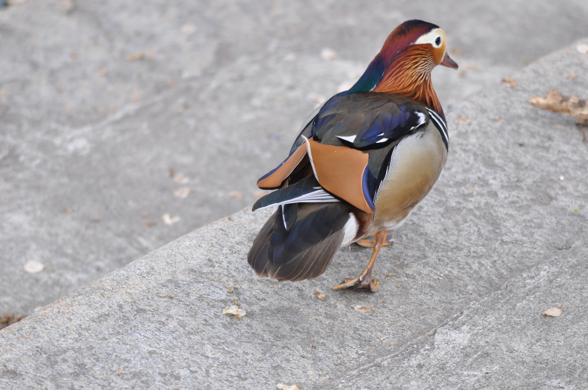 Famille_Mandarin2_Bienne.jpg