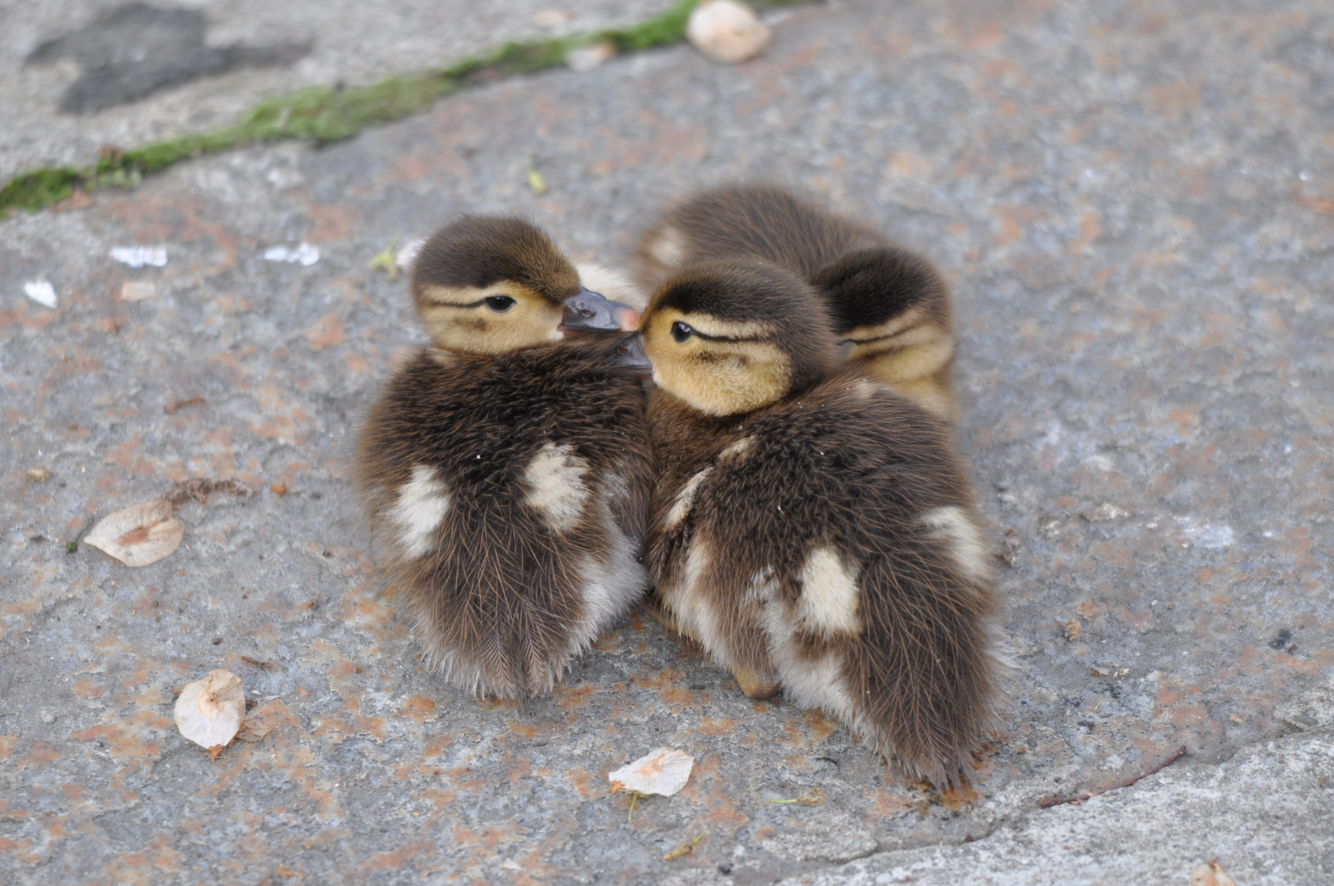 Famille_Mandarin3_Bienne.jpg