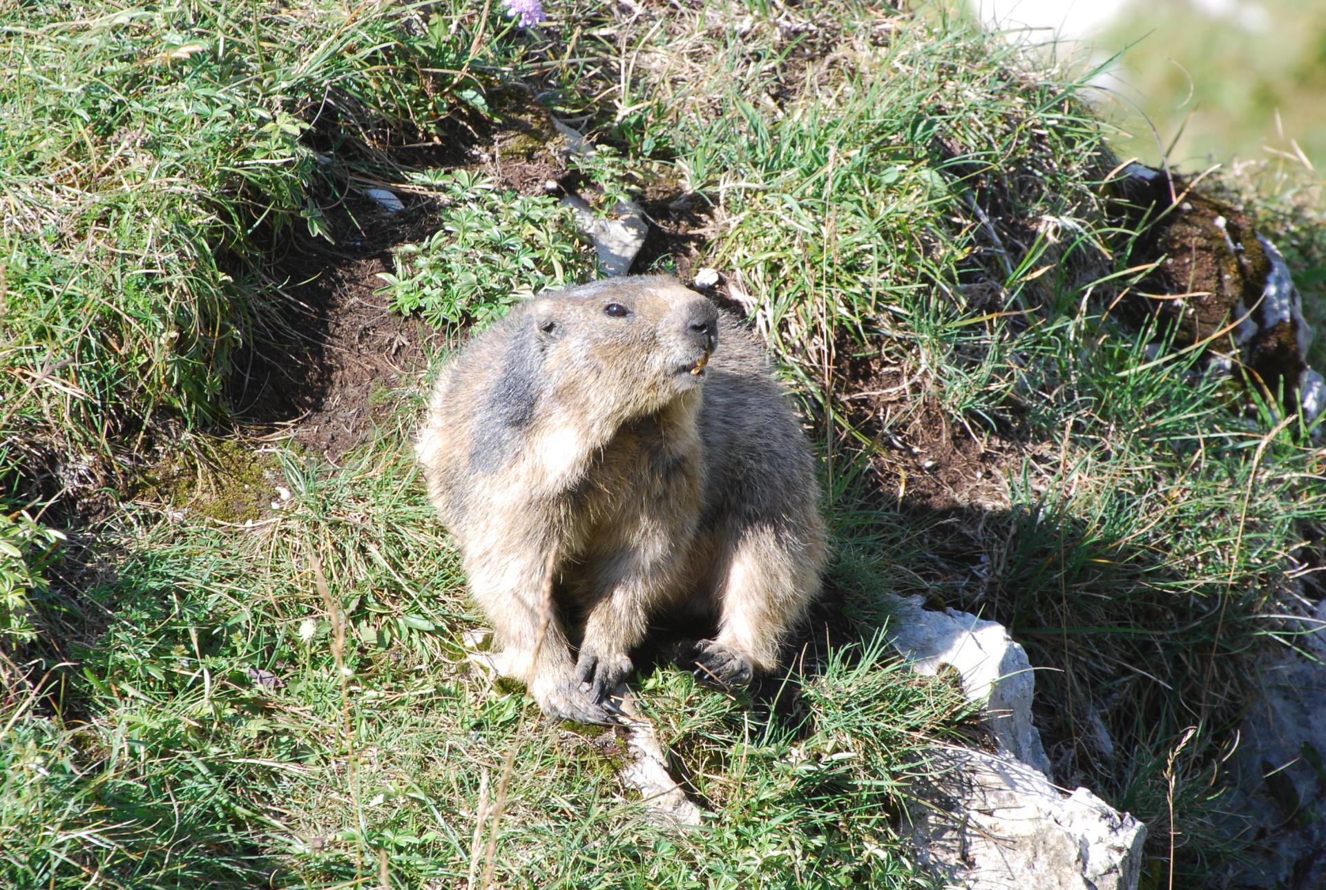 Marmotte_Chasseral.jpg