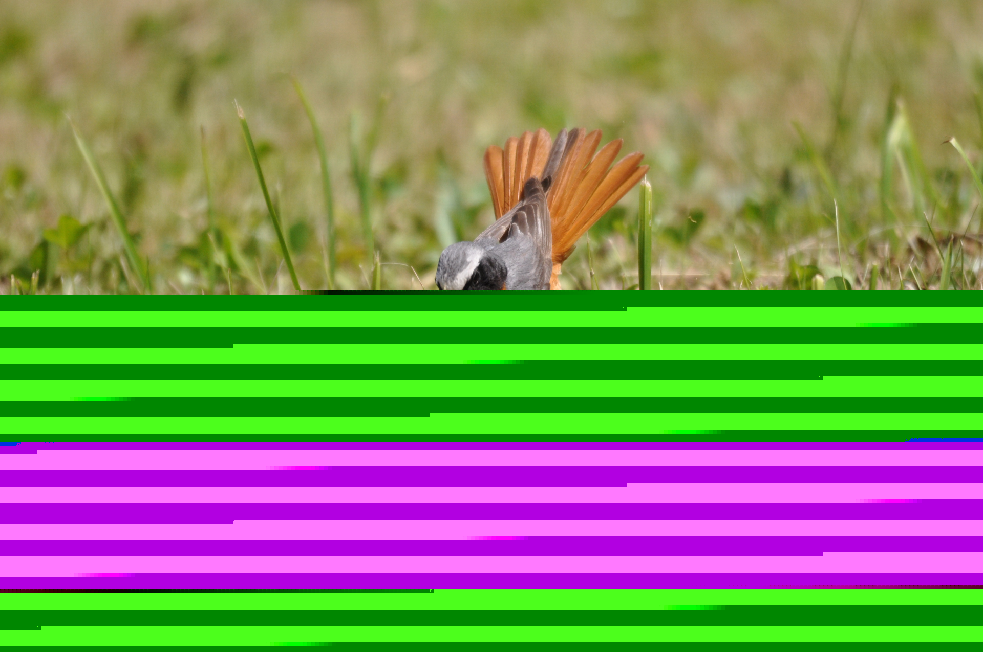 Rougequeue_front_blanc_ChMeusel.jpg