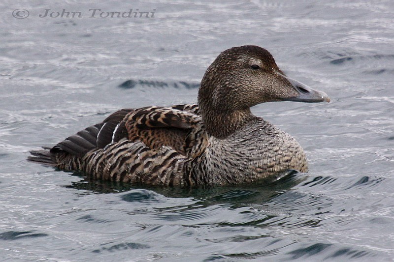 somateria-mollissima-04-common-eider-duvet.jpg